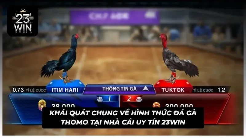 Khám phá đá gà Thomo tại sân chơi cá độ