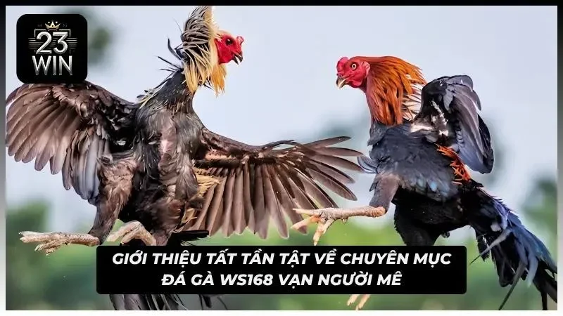 Khái quát chuyên mục đá gà WS168 cực hot