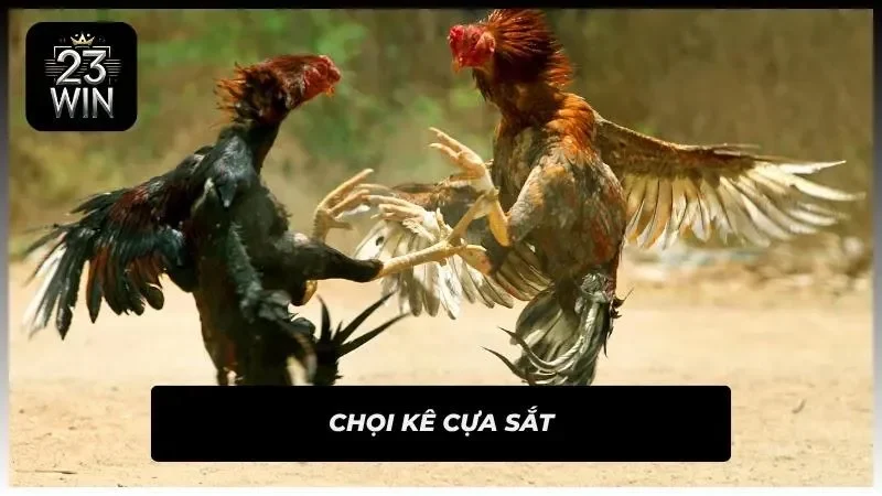 Hình thức đá gà cựa sắt đỉnh nhất 2026