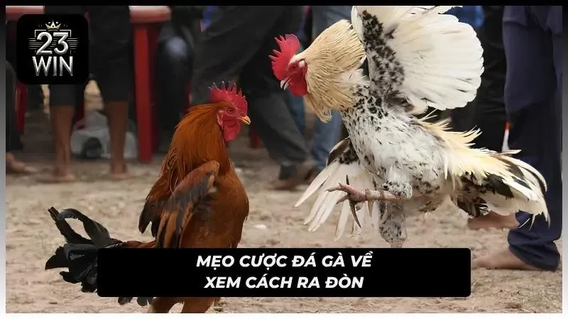 Mẹo cược đá gà 23WIN về việc tìm hiểu cách ra đòn của chiến kê